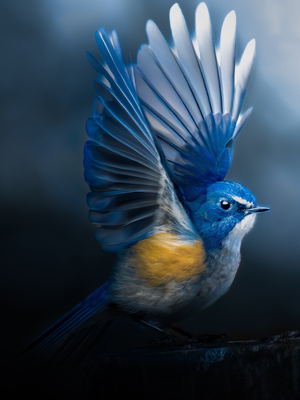 第73回 ニッコールフォトコンテスト12,139点の応募作品の中から最高賞である『グランプリ』が決定