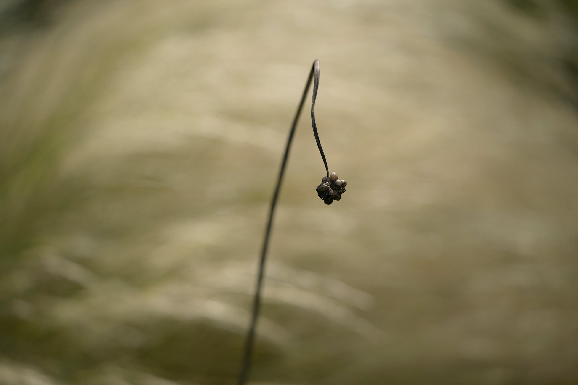 THE GALLERYセレクション展　岡本 洋子　写真展　「新・植物百景」を開催
