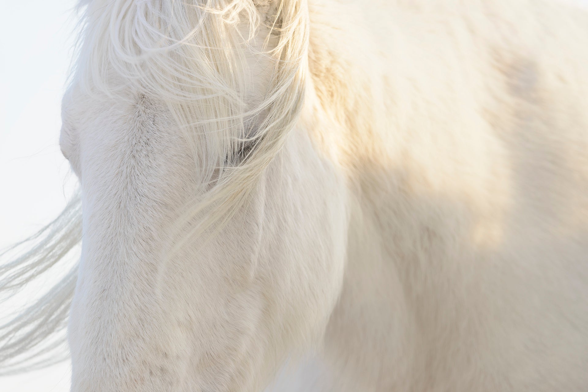 フジフイルム スクエア 企画写真展　岡田 敦写真展「ユルリ島の馬」～The Horses of Yururi Island～