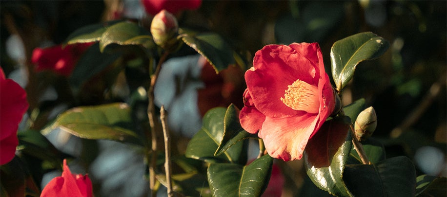 毛髪のキューティクルを改善し、髪うねりを抑制する独自成分「ツバキラクトン※」の開発に成功第2回化粧品技術者会学術大会で発表