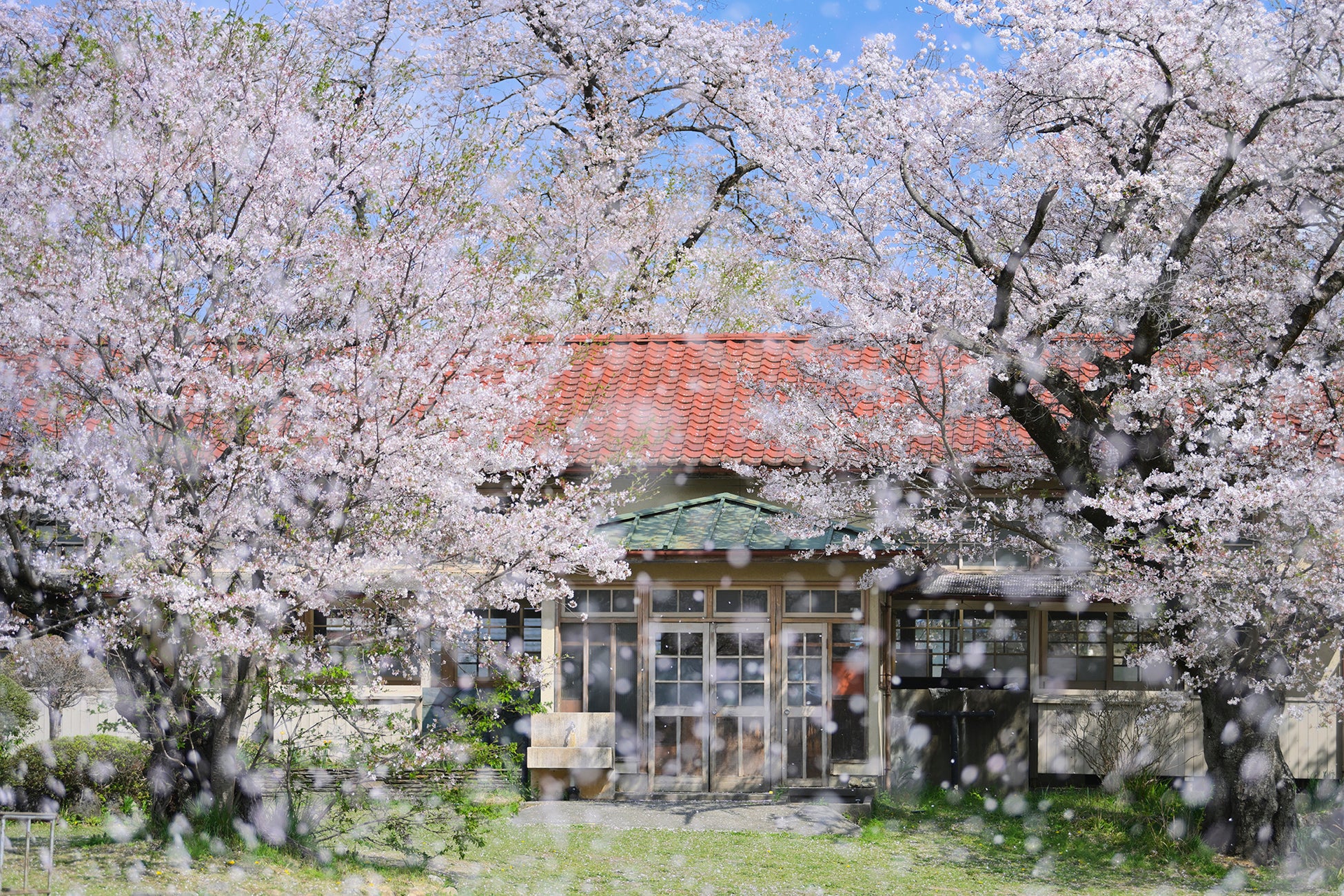 THE GALLERY企画展　深澤 武　写真展「桜」を開催