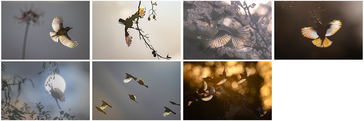 「エプソンフォトグランプリ2025」入賞作品を発表