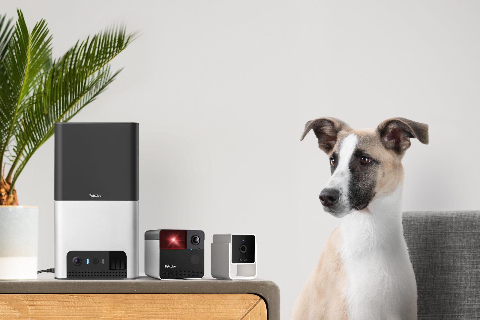 【米Amazonで大人気】ペットカメラブランド「PETCUBE」が日本初上陸！離れていてもペットと遊び、つながる体験で、より安心なペットライフを